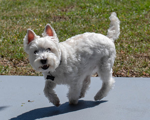 Adorable Westie trotting across the patio