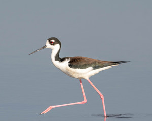 Beautiful stilt walking along the shoreline