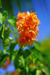 Double bloom flowers of a tropical Bougainvillea vine Bora Bora, French Polynesia