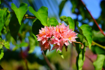 Obraz premium Double bloom flowers of a tropical Bougainvillea vine Bora Bora, French Polynesia