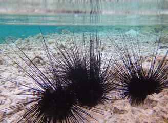 Underwater view of black sea urchin with long spikes in the Bora Bora lagoon in French Polynesia