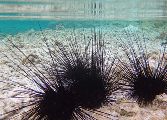 Underwater view of black sea urchin with long spikes in the Bora Bora lagoon in French Polynesia