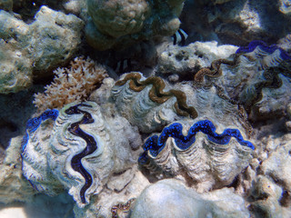 Underwater view of a Giant Clam (Tridacna Gigas) with blue lips in the Bora Bora lagoon, French Polynesia