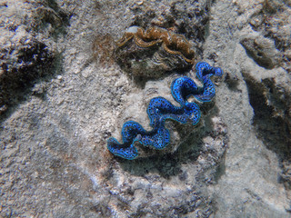 Underwater view of a Giant Clam (Tridacna Gigas) with blue lips in the Bora Bora lagoon, French Polynesia