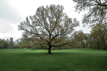 A Tree Grows in Central Park