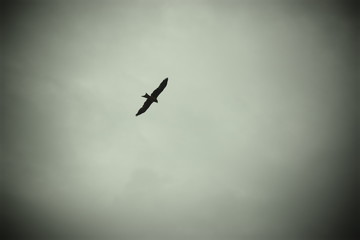 airplane in the sky