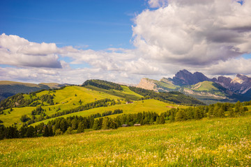 Obraz premium Alpe di Siusi, Seiser Alm with Sassolungo Langkofel Dolomite, a field with a mountain in the background