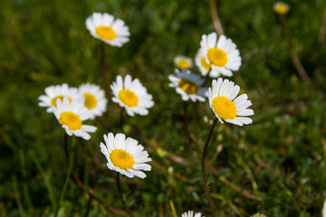 daisies