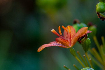 macro photo from a exotic orange bloom