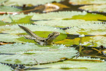 Eastern Water Dragon