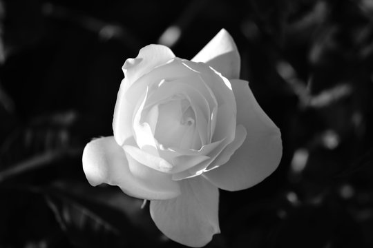 Black & White rose