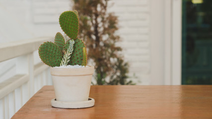 Cactus on the table