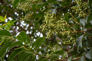 plants in the garden