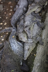 Cocodrilos