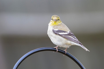 Spinus psaltria outside backyard home feeder