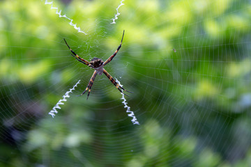spider on the web