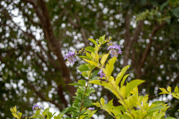 plants in the garden