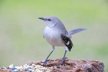 Mimus polyglottos outside backyard home feeder