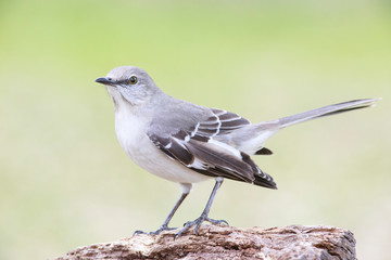 Mimus polyglottos outside backyard home feeder