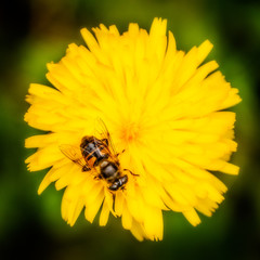bee on flower