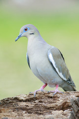 Zenaida asiatica outside backyard home feeder