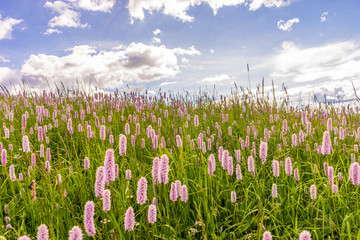Obraz premium Alpe di Siusi, Seiser Alm with Sassolungo Langkofel Dolomite, flowers among grass