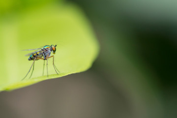 An Asilidae or robber fly, also called assassin flies is a powerful and aggressive insect
