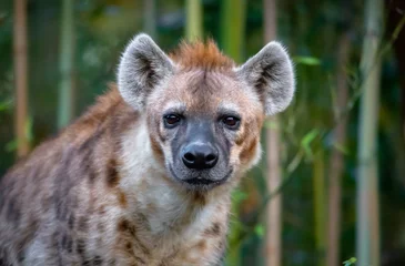 Fotobehang Hyena hyena gezicht