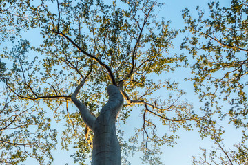 Top of the white tree