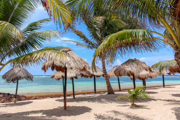 Obraz na płótnie Canvas Tropical Beach with Palms