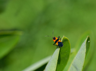 Milkweed bug on edge of milkweed leaf