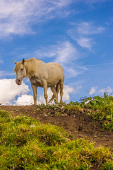 Fototapeta na wymiar Alpe di Siusi, Seiser Alm with Sassolungo Langkofel Dolomite, a white horse standing on top of a lush green field
