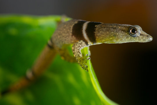 Collared dwarf gecko (Sphaerodactylus glaucus)