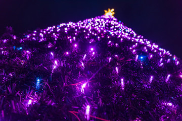 Christmas trees in Bournemouth gardens