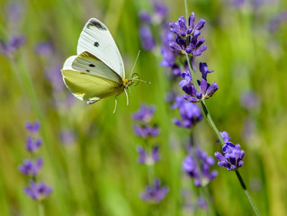 A cabbage white butterfly flying to a lavender flower