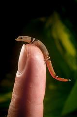 Collared dwarf gecko on finger