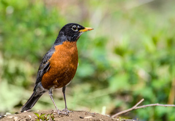 Male American robin standing with green open space