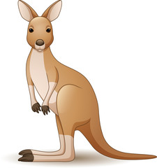 Illustration of Kangaroo isolated on white background