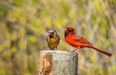 Northern cardinal bird couple in spring