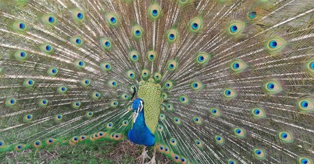 Obraz premium Te veo por todos lados! 