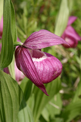 Obraz premium Flowering wild lady's slipper (Cypripedium macranthos)