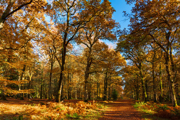 Naklejka premium New Forest trees in autumn