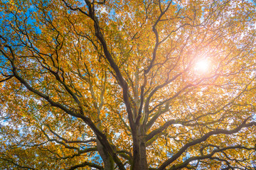 Fototapeta premium New Forest trees in autumn