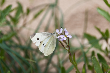 White and black butterfly on tiny pink flower close up