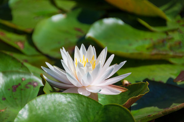 CLose up of lotus, water lily flower floral background