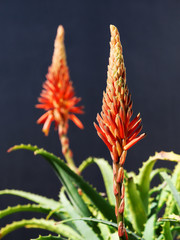 キダチアロエの花