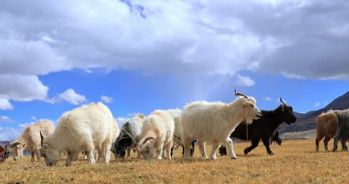 Kashmir goats or Cashmere pashmina livestock domestic animals graze on outdoor pasture in north India. Traditional agriculture in Himalaya mountains region