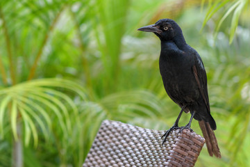 Blackbird resting in a chair