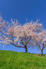 Fototapeta premium 桜