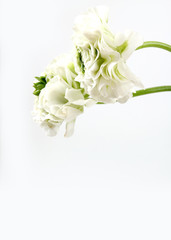 아름다운 봄꽃 배너&프레임, 세일,초대장 배경